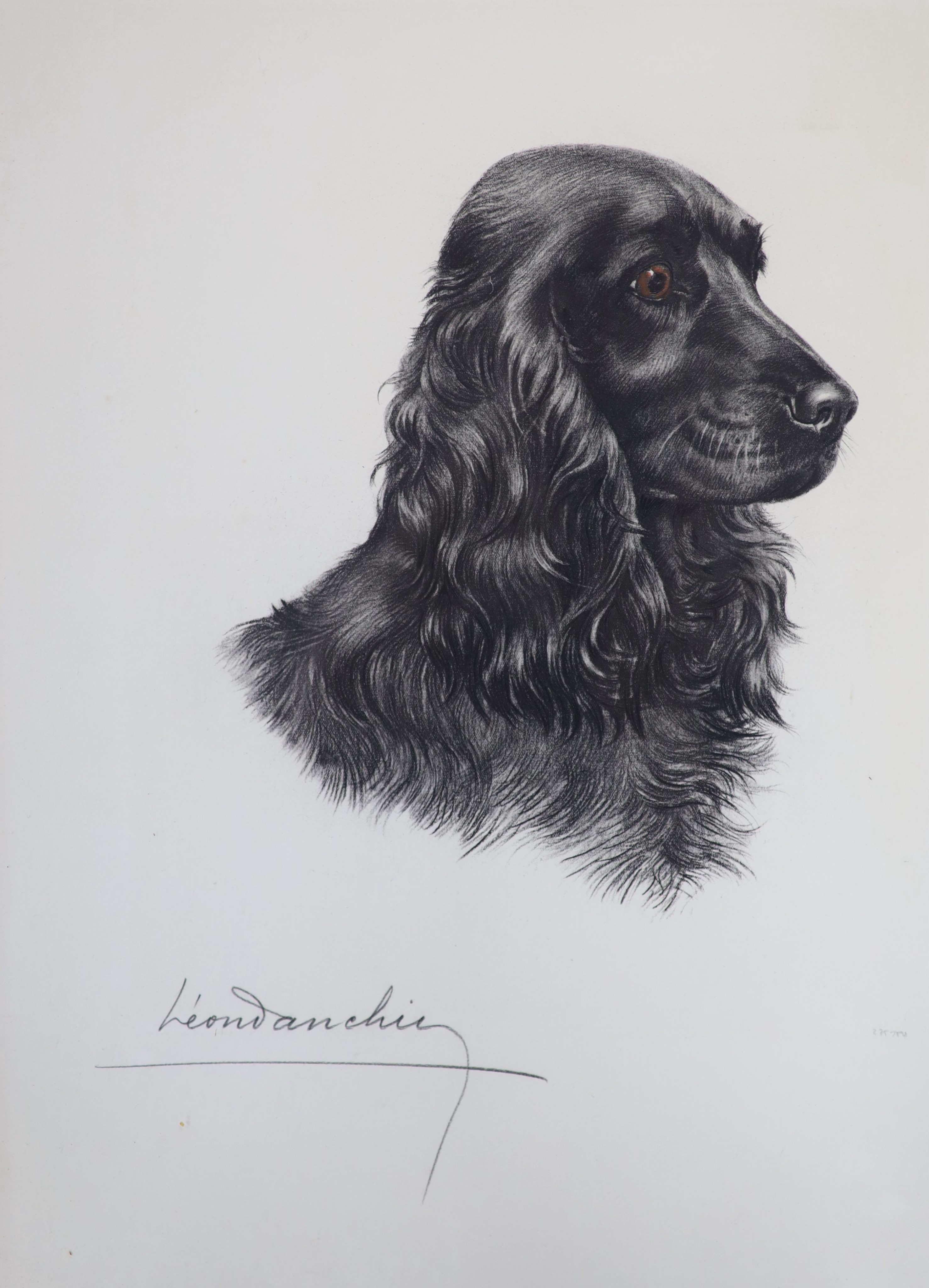 Leon Danchin (1887-1938) lithograph, study of a black spaniel, signed, 55 x 36cm.